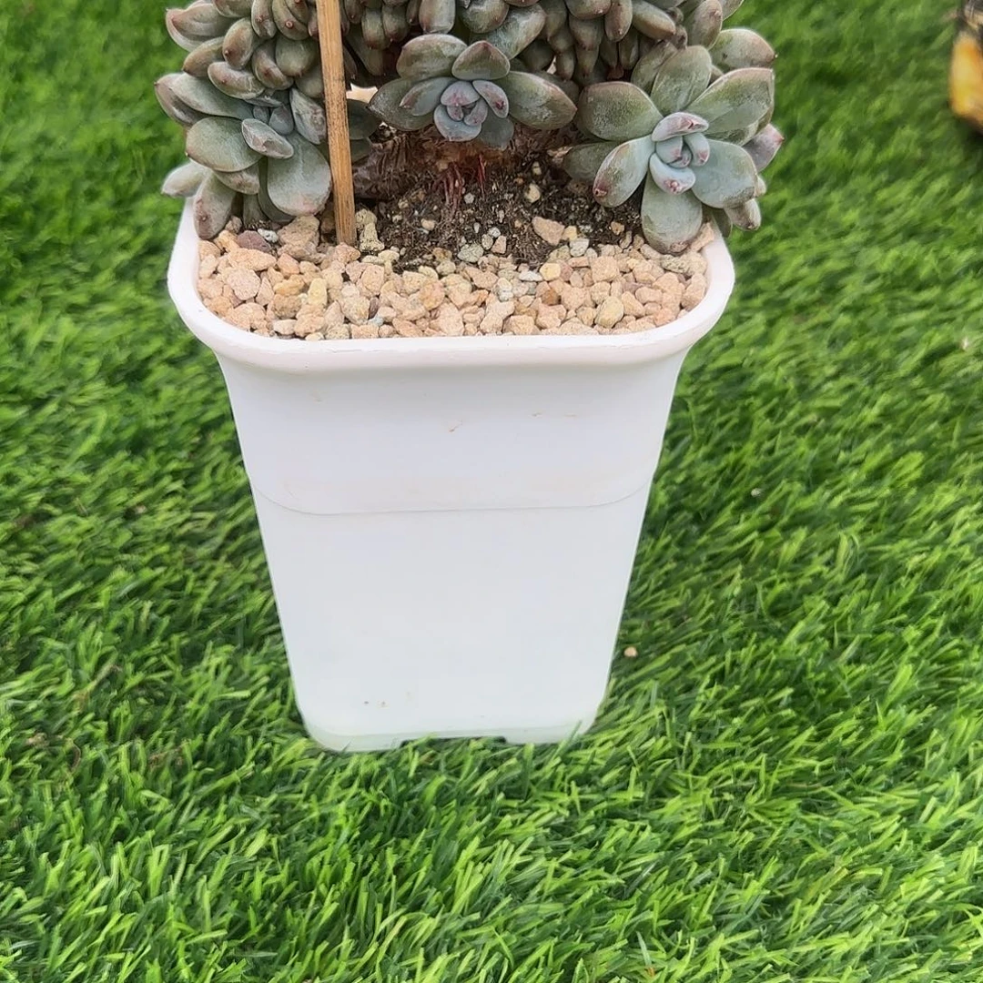 S***练小鼠姐专拍，多肉植物
