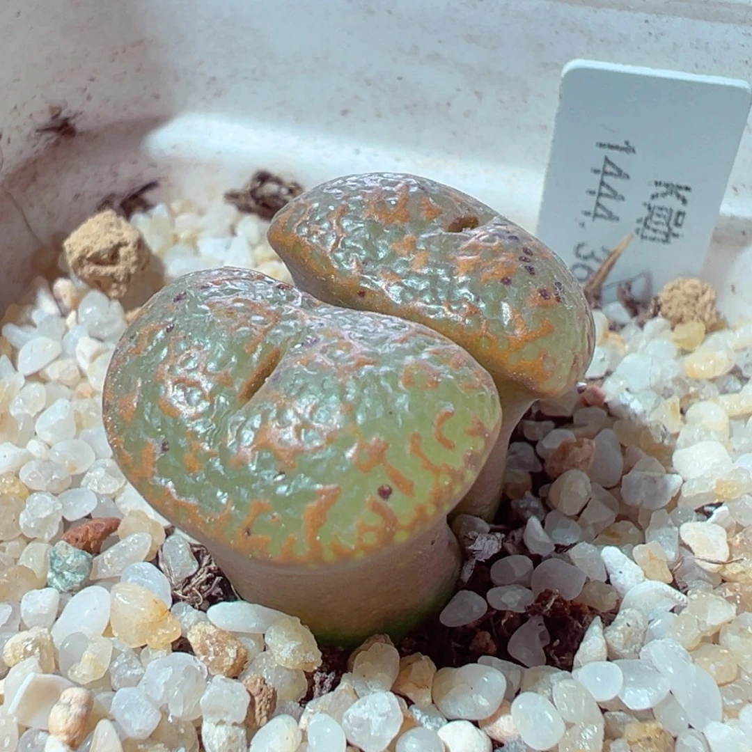 1222-369多肉多肉