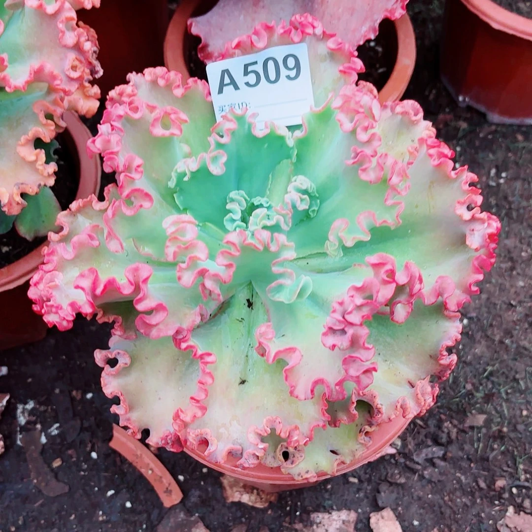 物***非女王花粒多肉509号