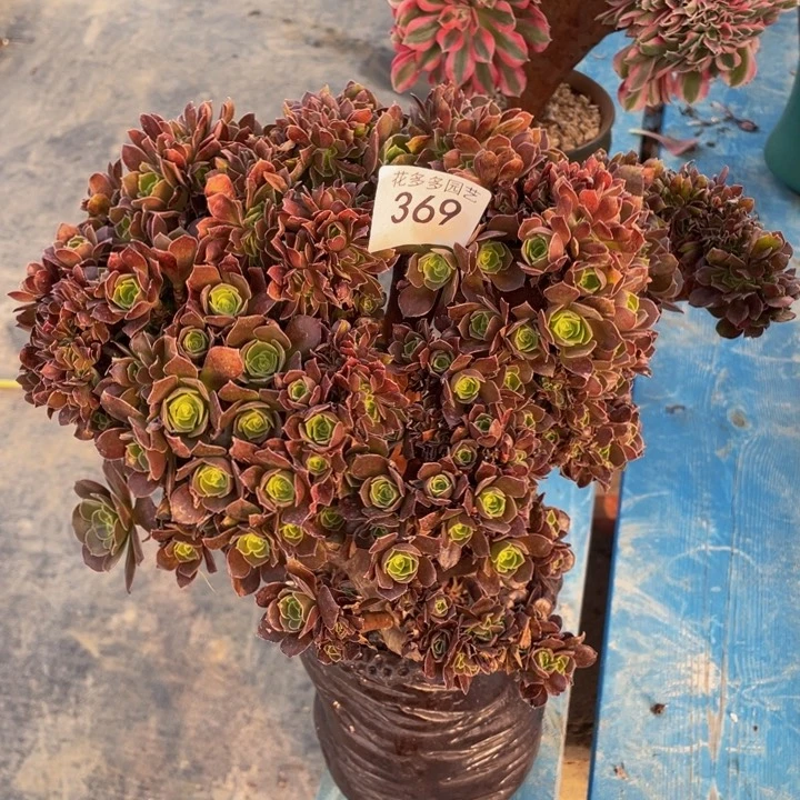 369号玫瑰法师朵朵