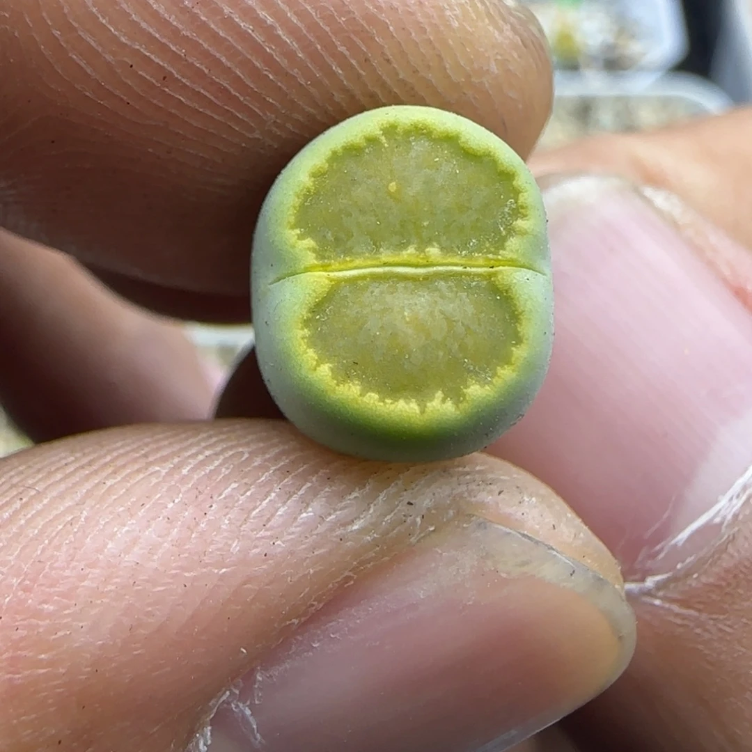 320 生石花大棚直播