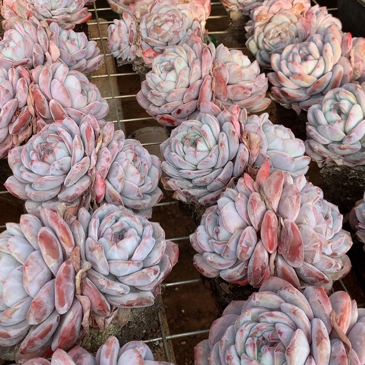 双头胖体石榴籽星影橙梦露多肉植物两单包邮