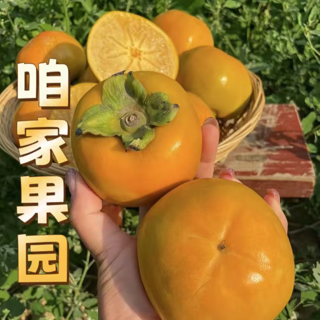 山西产地直发脆甜不涩口巧克力脆柿子新鲜应季水果