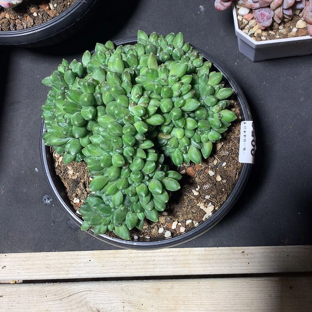 0050千代田缀化一颗15厘米