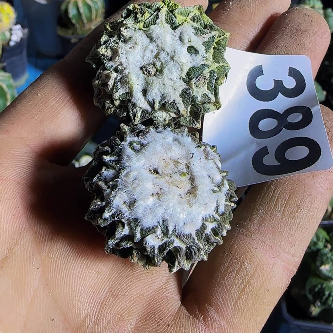 两个无根黑牡丹389