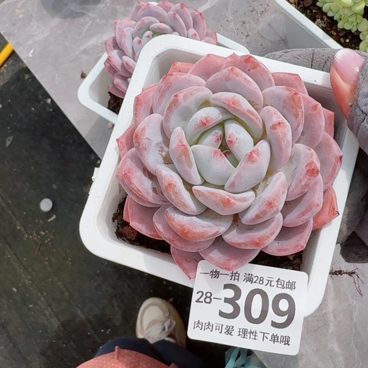 橙梦露无盆土发货多肉多