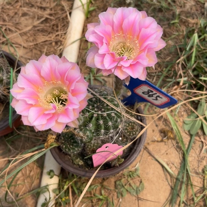 阳***光865，粉花彩草。。。。。