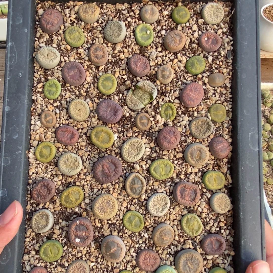 0372 日轮和紫薰混合