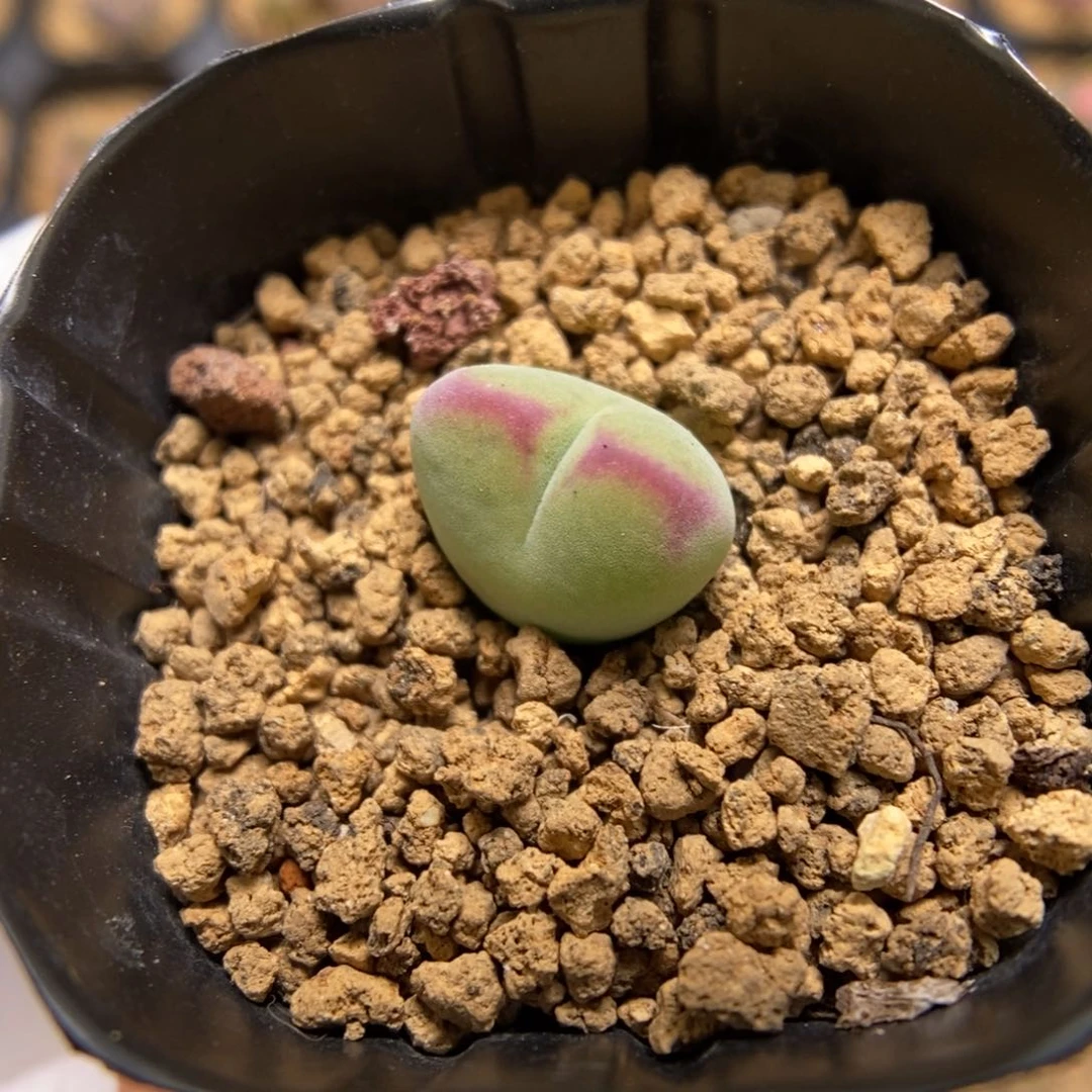 多肉植物肉锥杂交K-3488