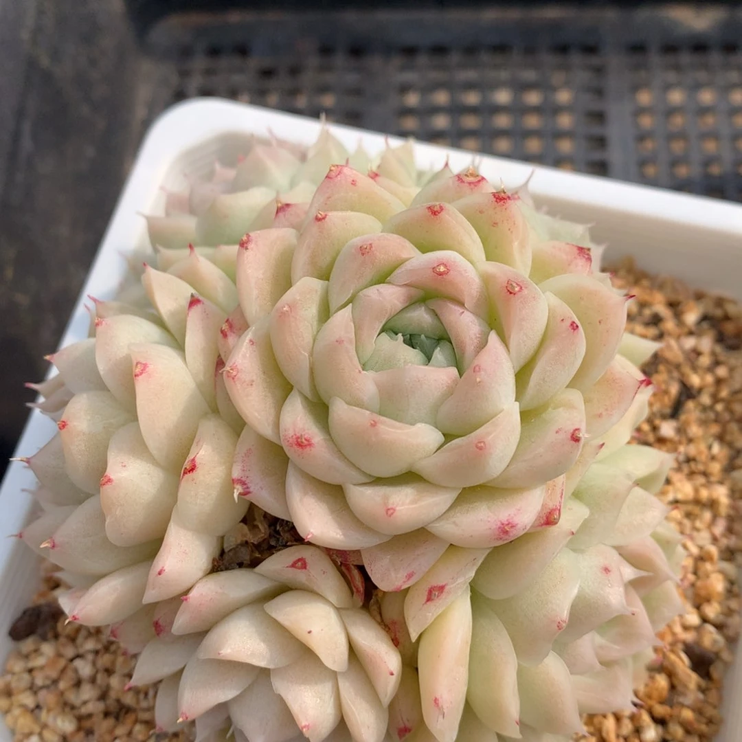 0214-111 麦杆优选