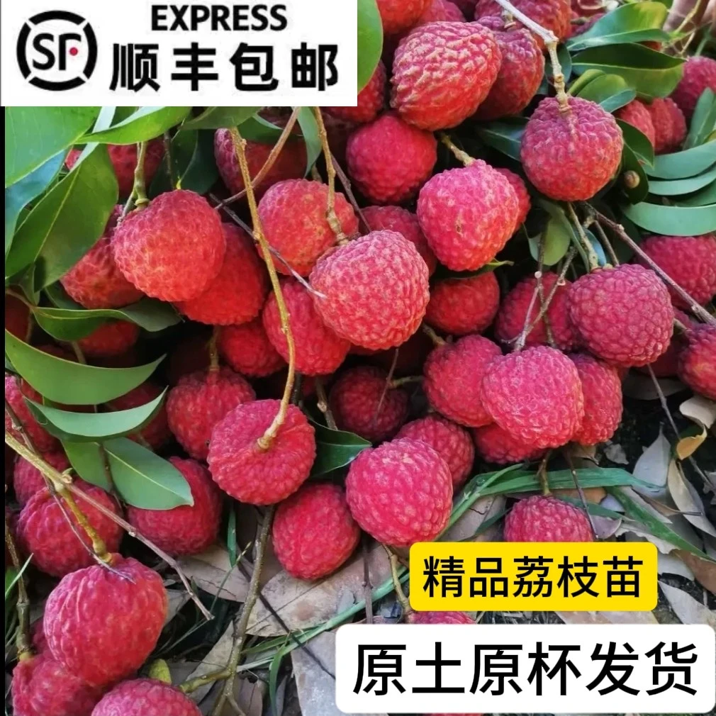 梵林精品荔枝果苗 桂味 冰荔 先进奉 等直播间一物一拍