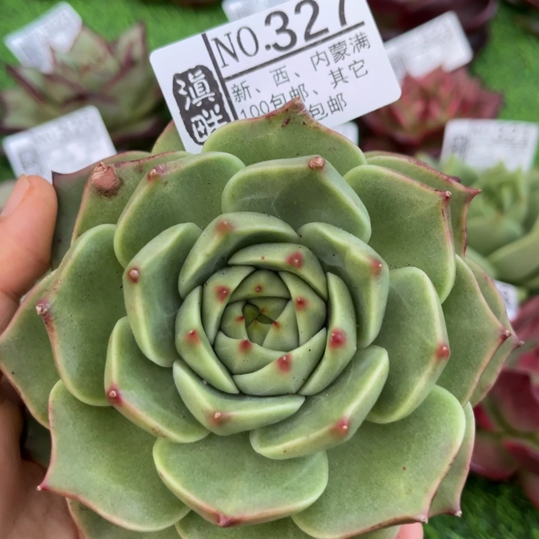 327……………………………………加卢西亚