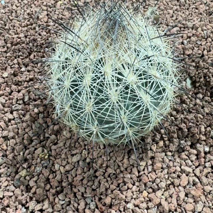 仙人球，藤荣丸66666