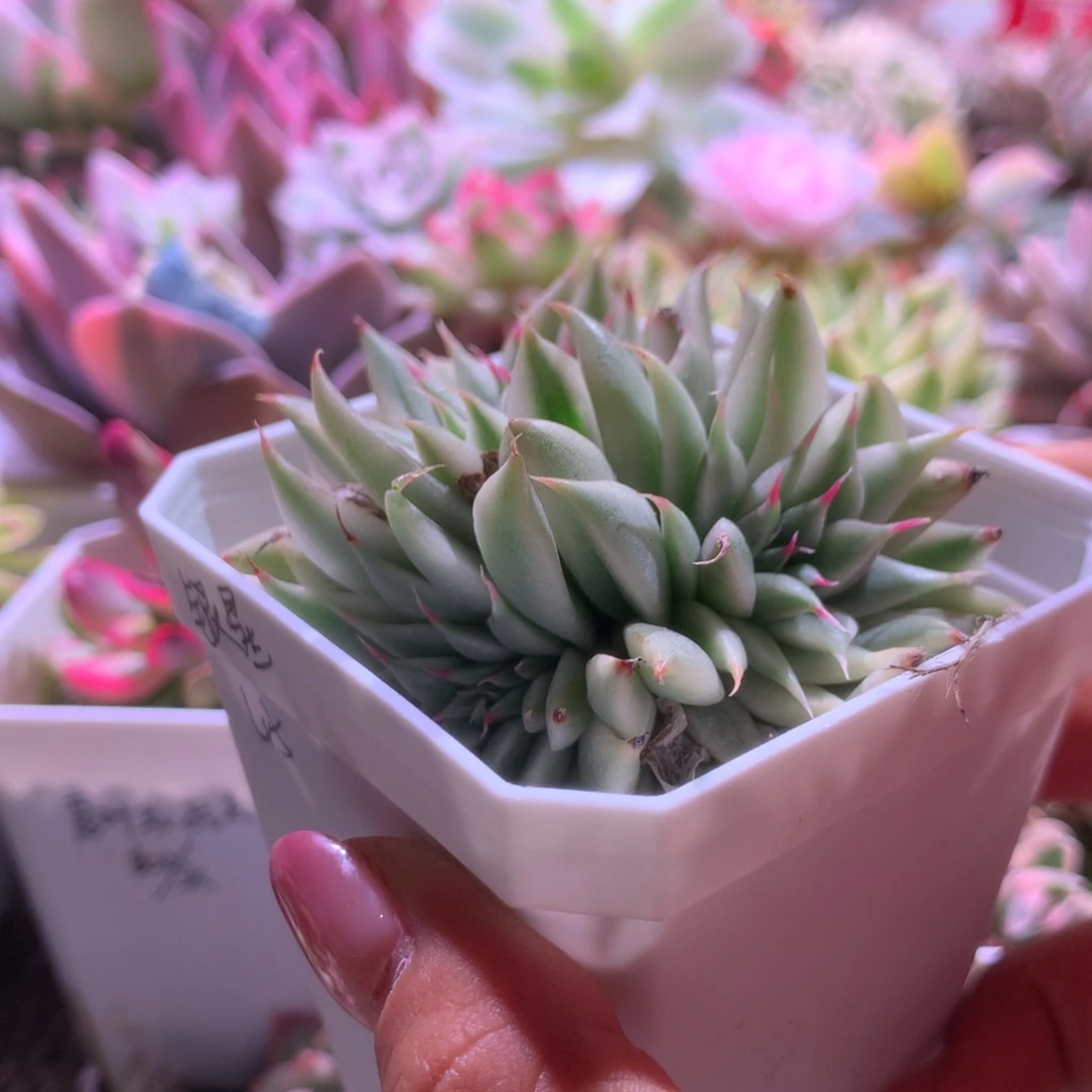 银星覆轮锦群生有根