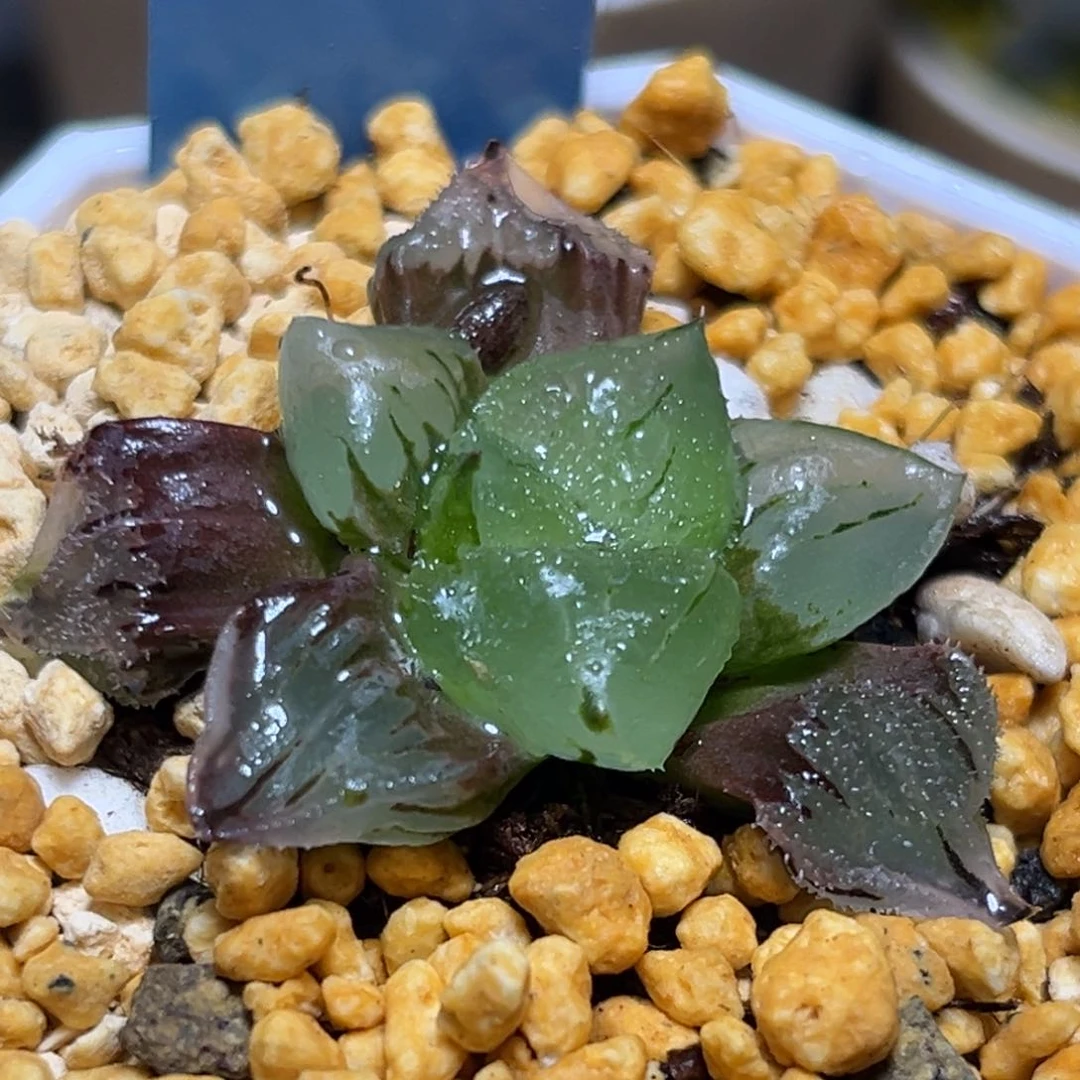 诶*嘿恭喜发财大吉大利635