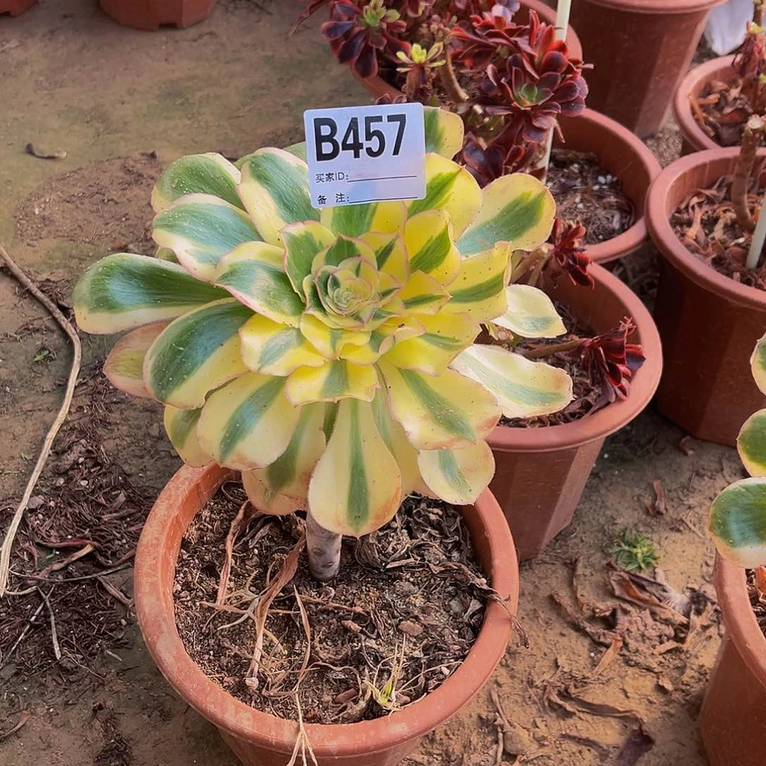 @****艳资锦一物一拍457