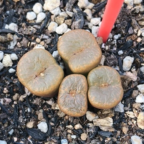 多肉肉锥 巧克力流苏玉