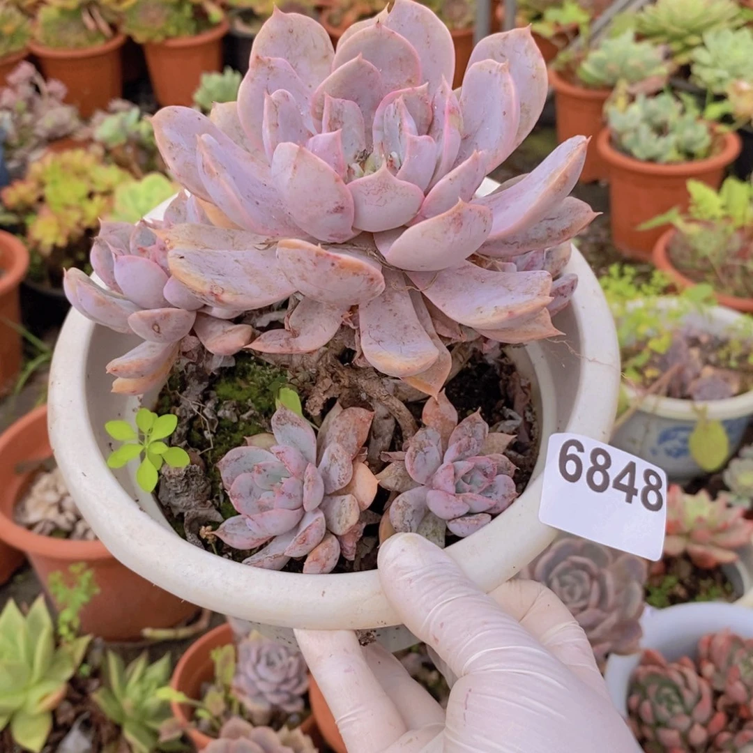 6848紫悦老桩一物一拍