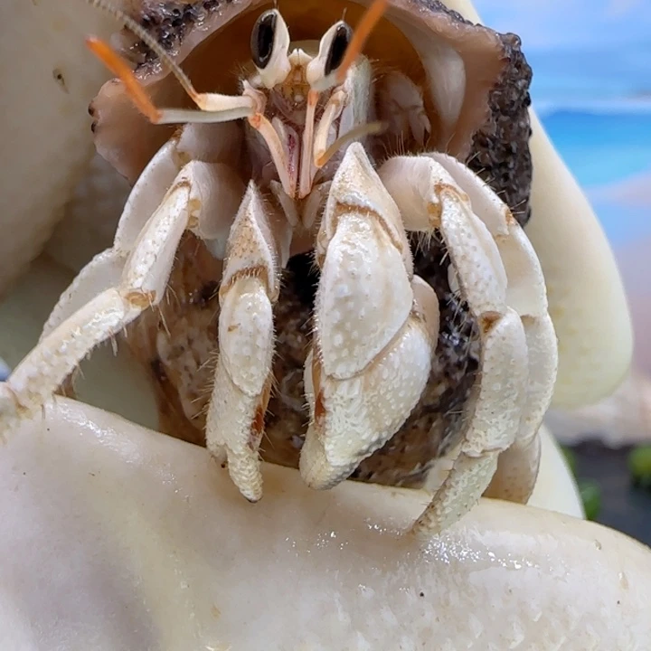 A21白色干净 灰白1.5cm口径