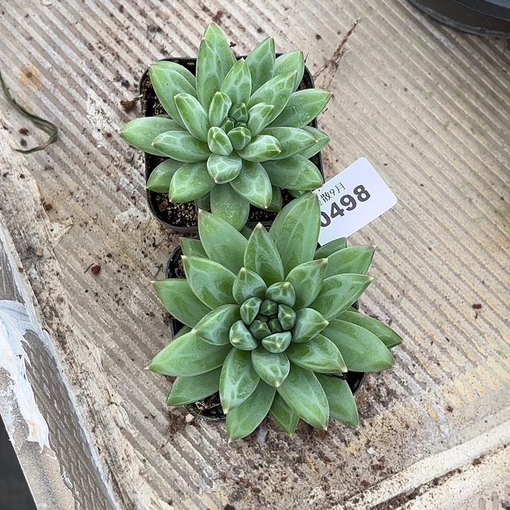 阿雅园艺。         498青花瓷