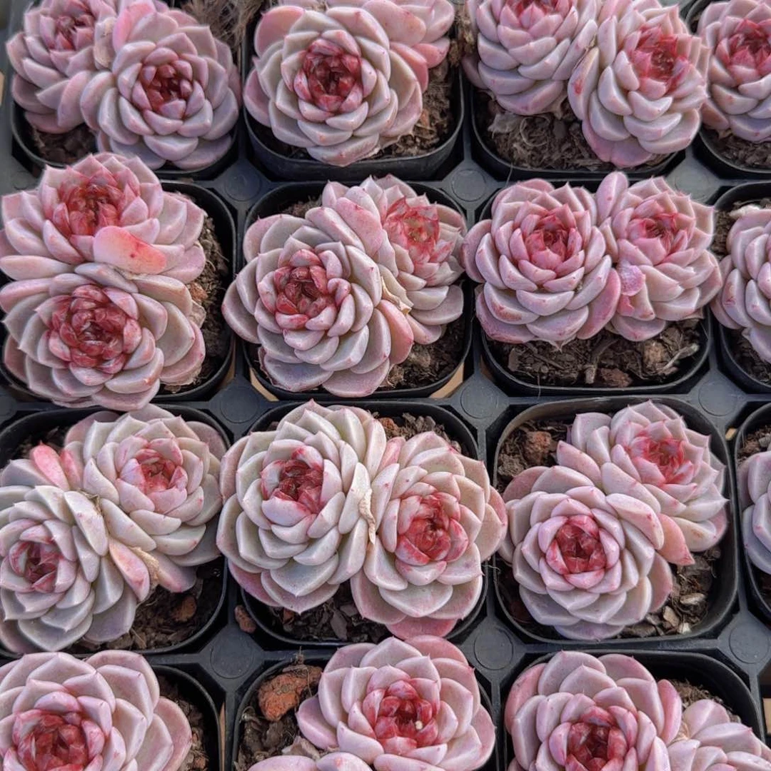 天鹅绒群一颗双头