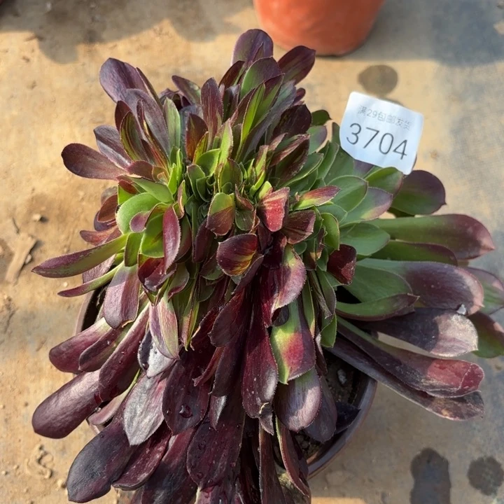 欧若拉坠多肉法师3704