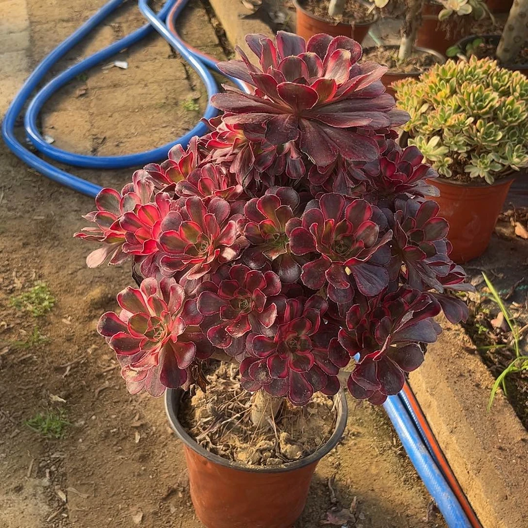 3丽娜法师多肉植物