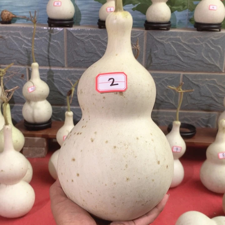 紫***轩中号现货供应充足