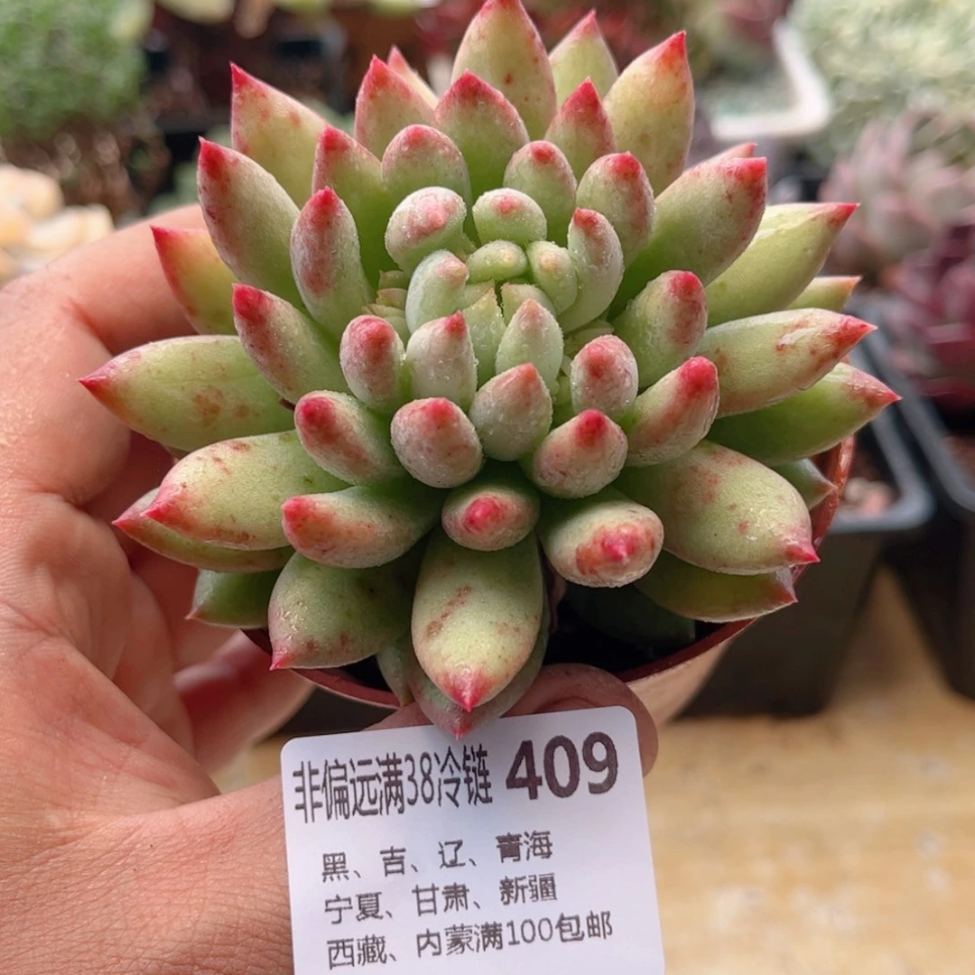 409二代虞美人德华多肉