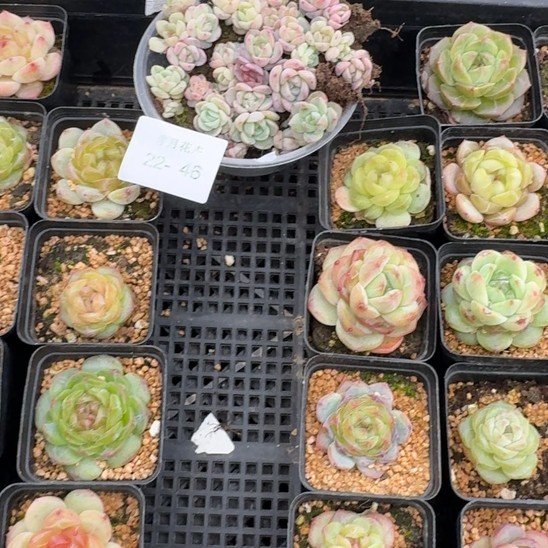 珍妮切糕一盒（边上是模特）量拍22-46