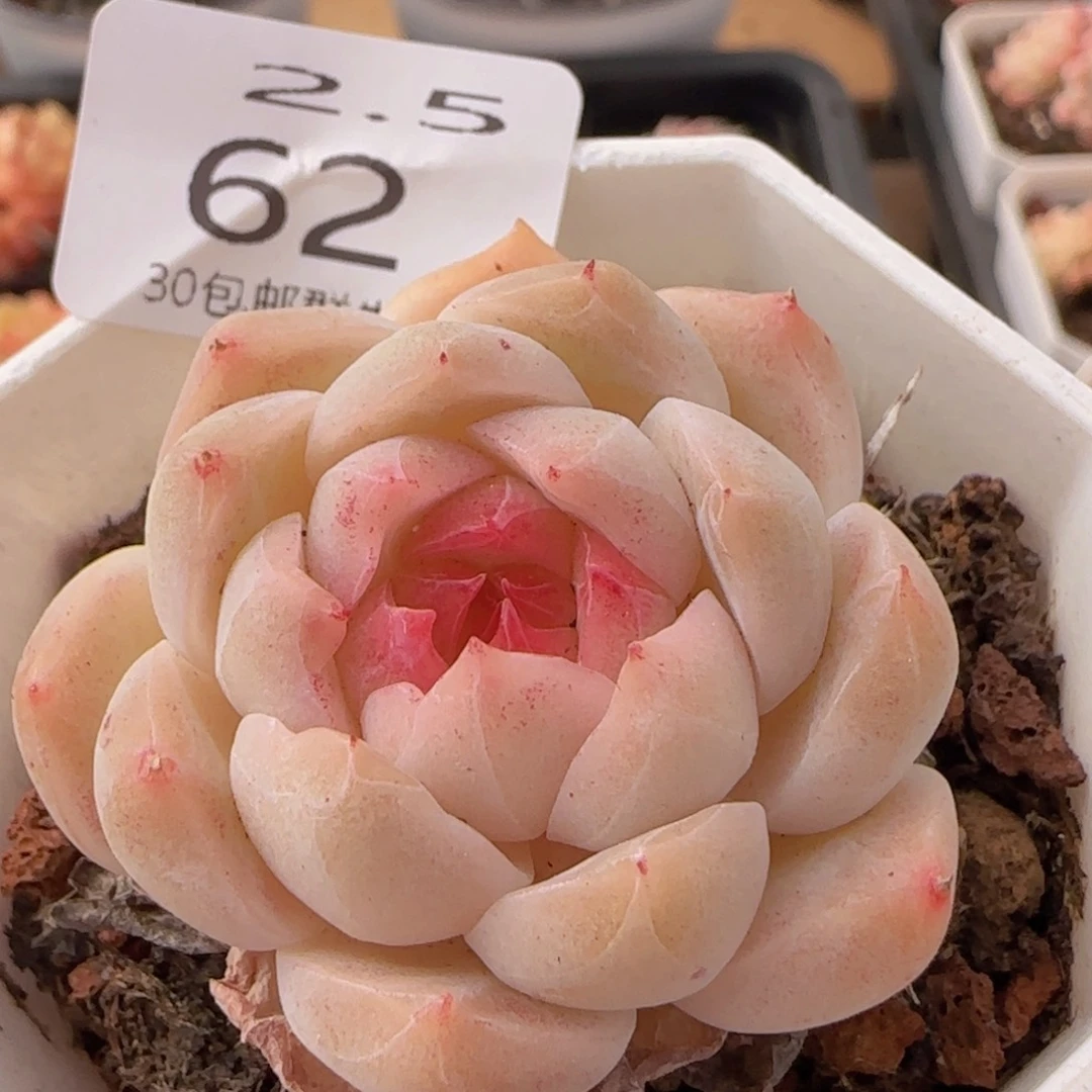 暀*粉黛单头一颗脱土发货