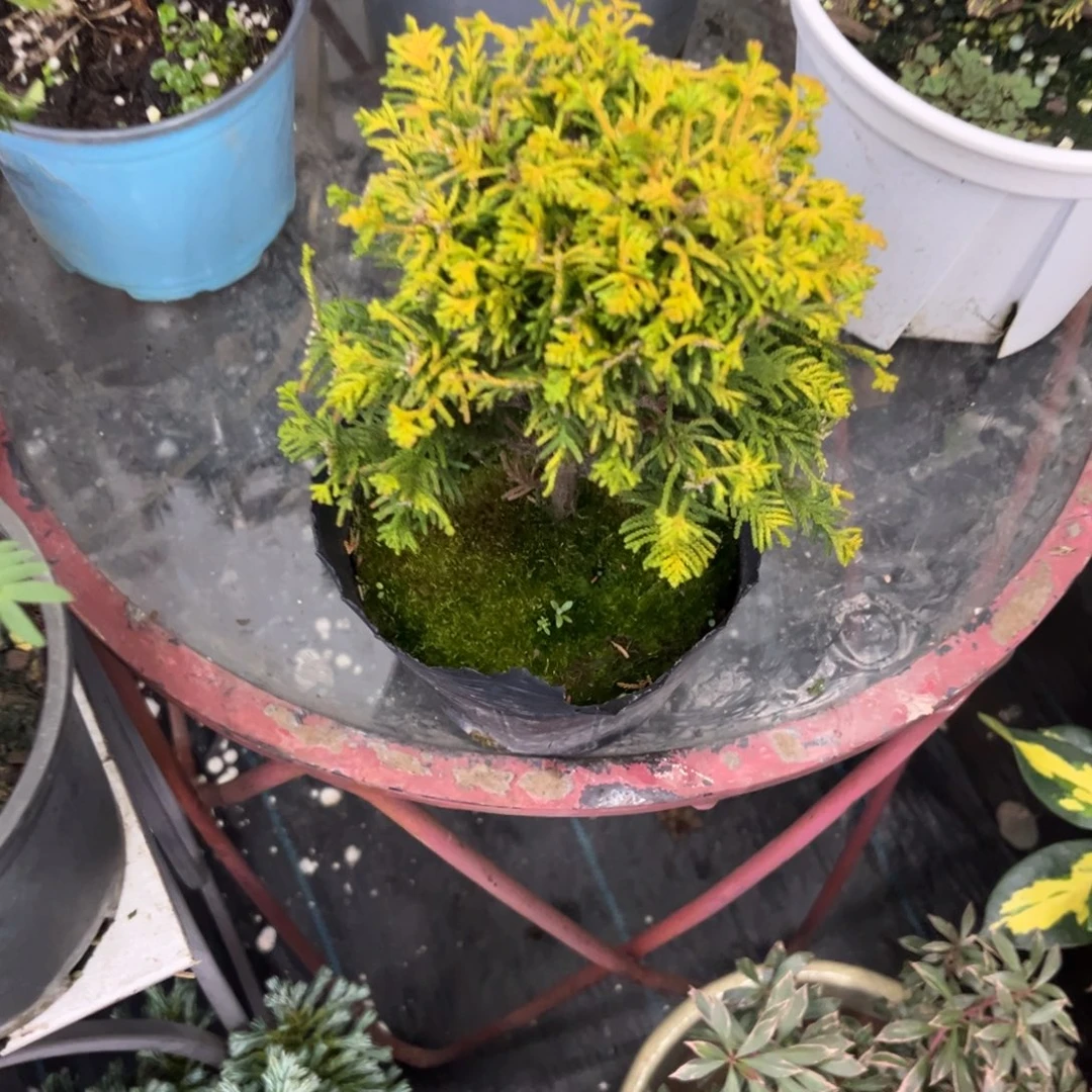 完全开放福利金色羽毛