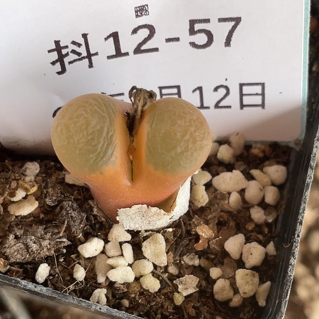 12-57红风铃多肉植物