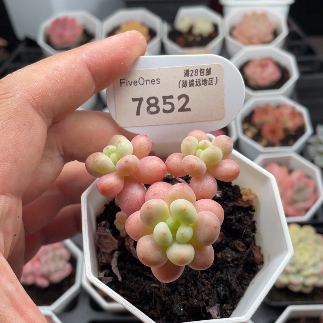 鱼子酱7852-5厘米