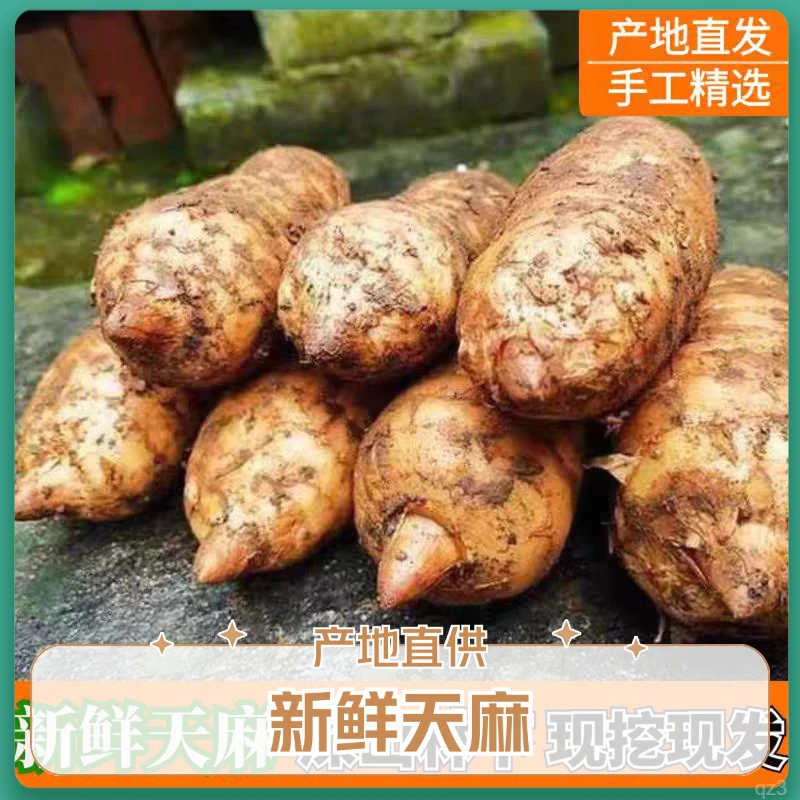 新鲜正宗云南昭通天麻小草坝产地天麻现挖仿野生昭通天麻新鲜天麻