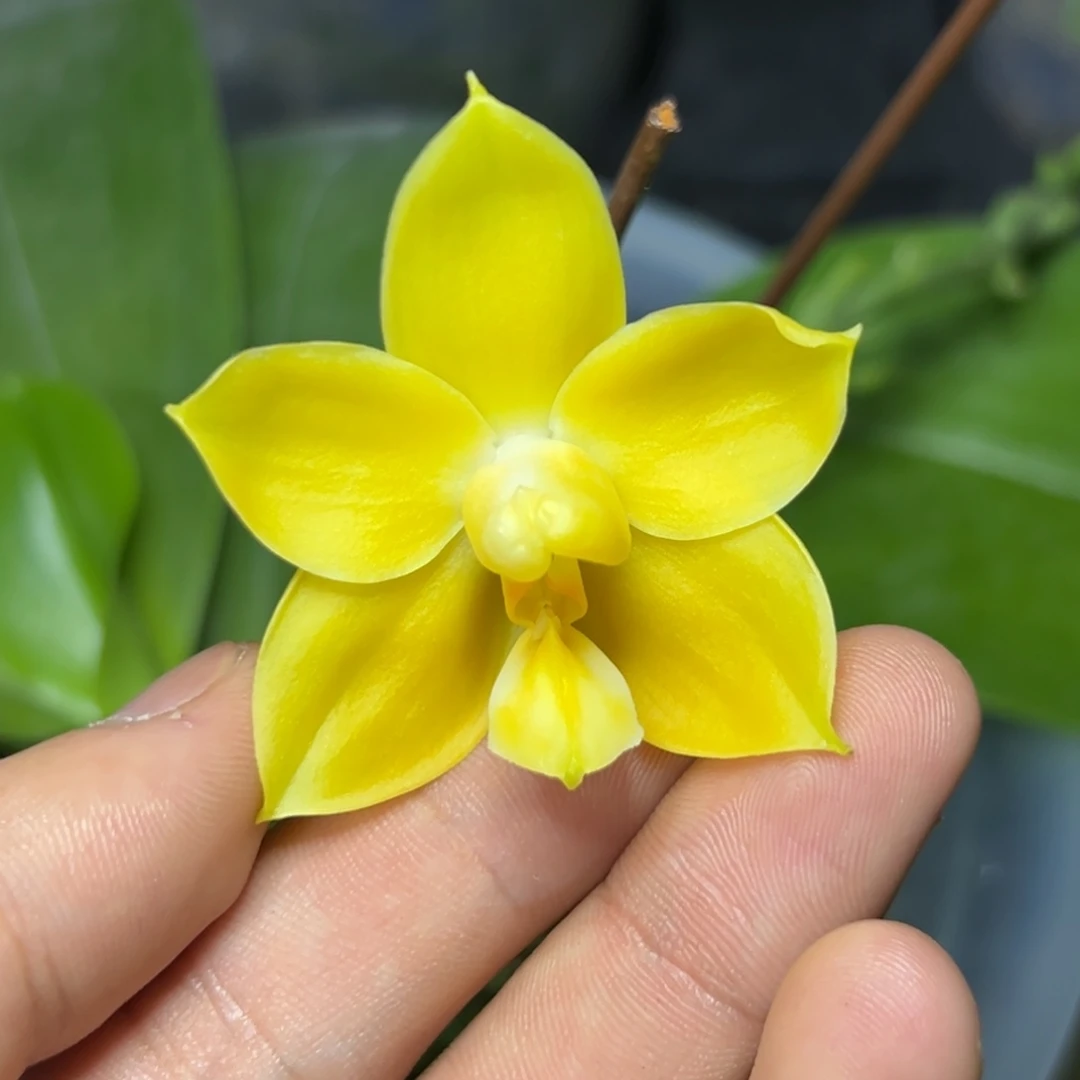 完全开放l218八寸ys1168