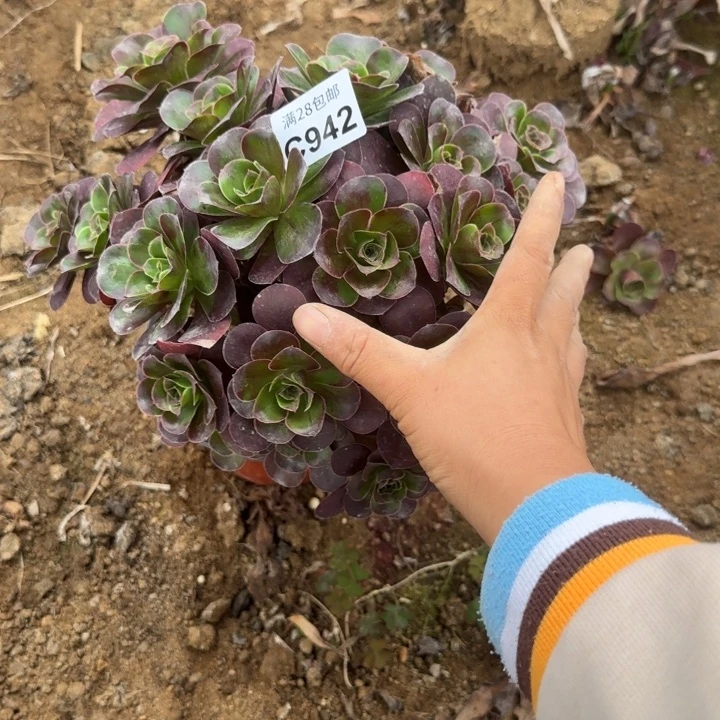 942 多肉植物不包断枝