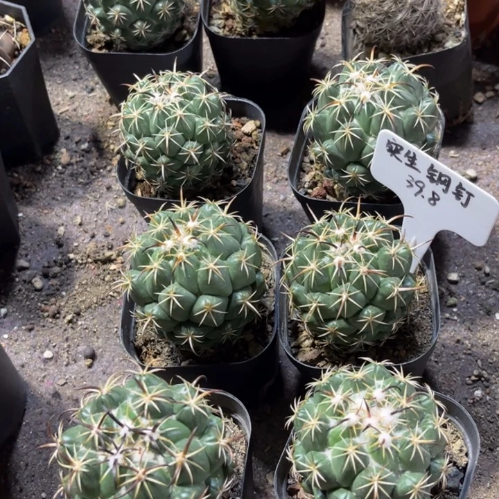 无花朵实生钢钉好养皮实