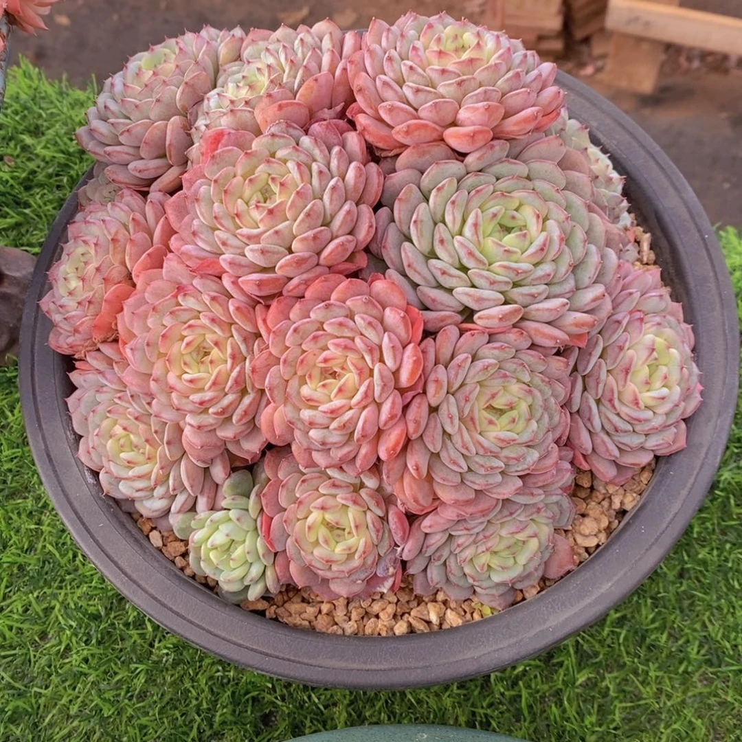 白胖子 一物一拍