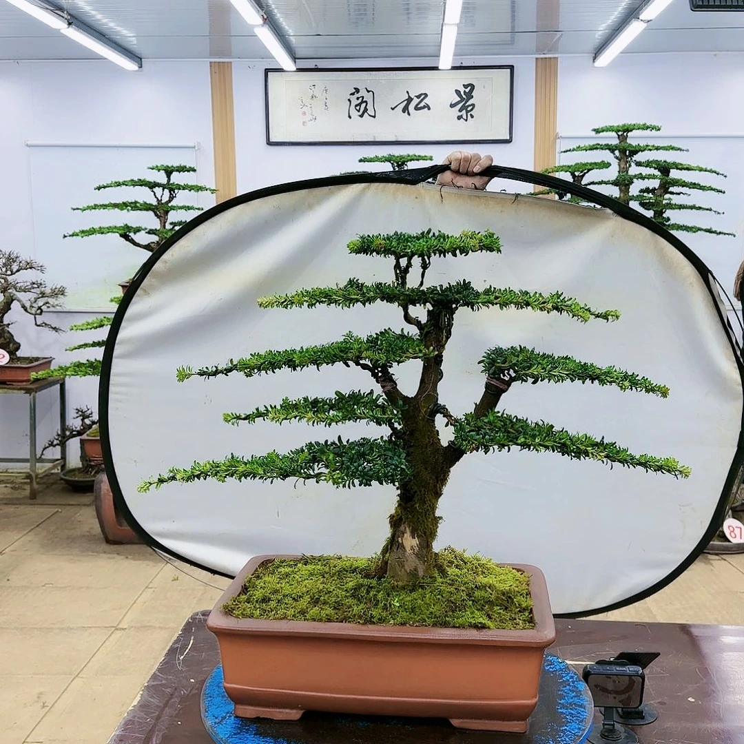 盆景欢迎大家一起来捡漏