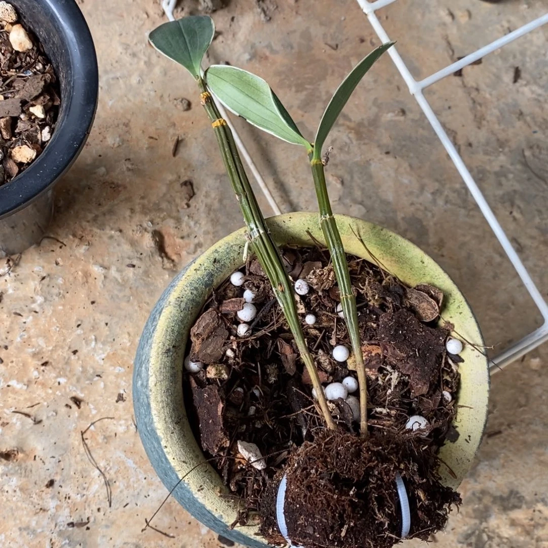 完全开放球花边草