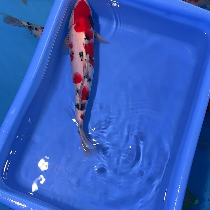 锦鲤锦鲤大正，dog三色锦鲤鱼红白