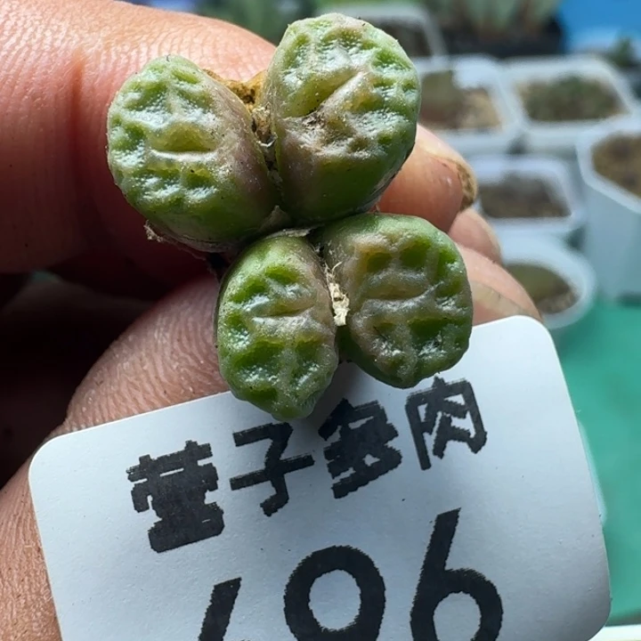 方烧