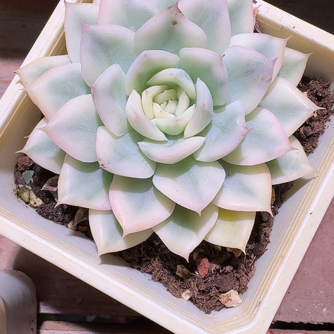 月亮仙子锦多肉多肉