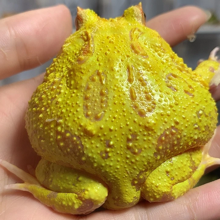角蛙2552大黄金角蛙