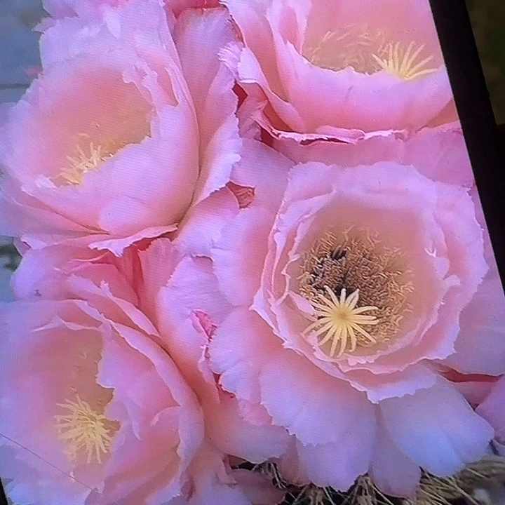 仕女侧芽5公分左右毛花柱（20包邮）