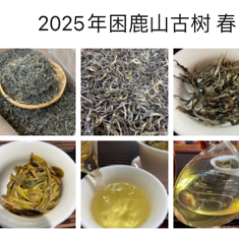 2025年 困鹿山古树春 100克/罐