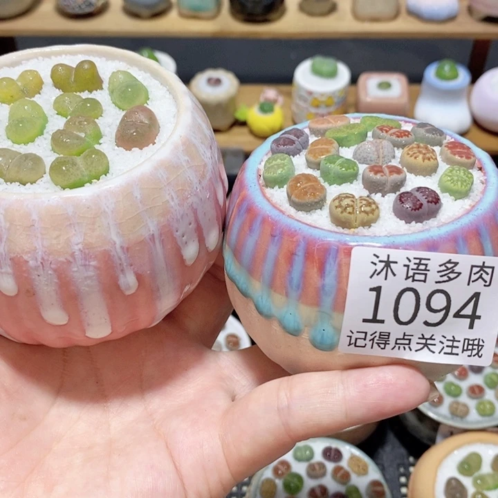 带盆土植物 精美盆栽1094