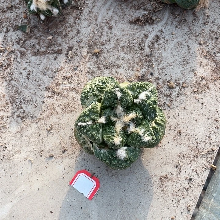 实生兜福利一物一拍