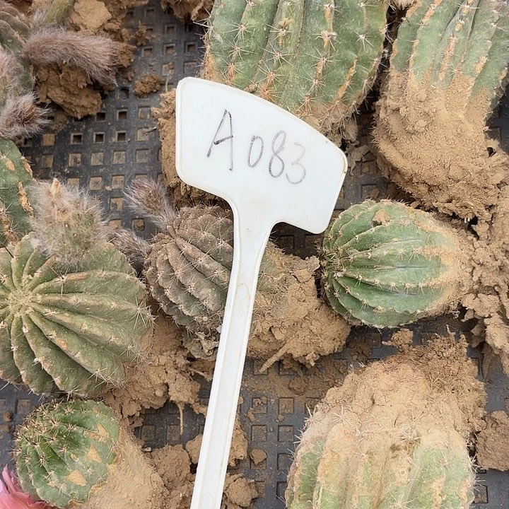 七***?A083,混色一筐瑕疵无售后